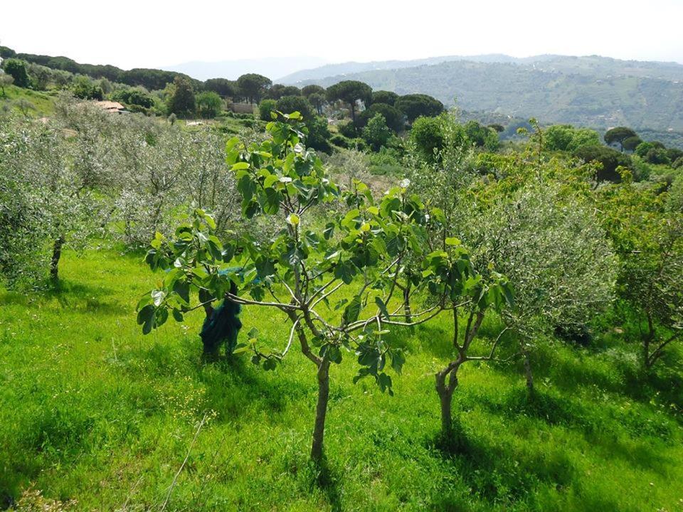 Bed and Breakfast Casa Allorello Laureana Cilento Экстерьер фото